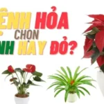 Người mệnh Hỏa nên trồng cây gì trong bếp tốt nhất?