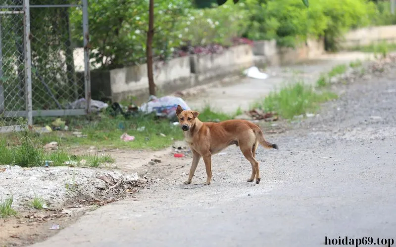 Tông chó có xui không? có điềm gì? chết có nên chôn không?