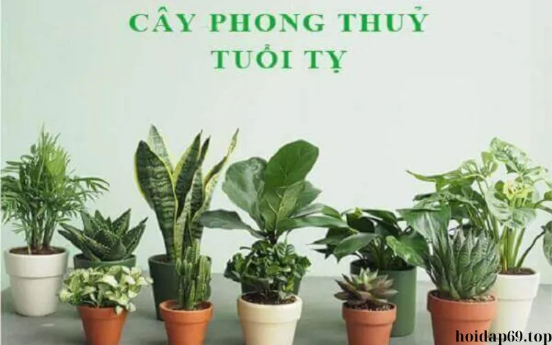 Tuổi Kỷ Tỵ nên trồng cây gì trước nhà? hợp mệnh màu gì?